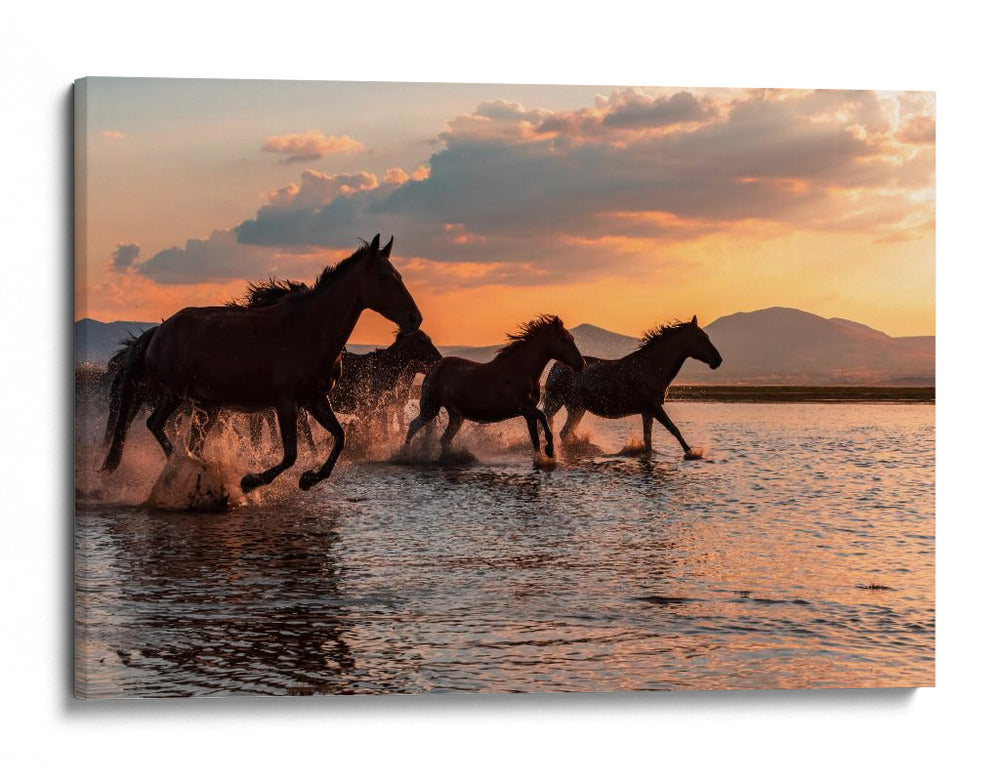 Carrera al atardecer de caballos salvajes - BARKAN TEKDOGAN | Cuadro decorativo de Canvas Lab