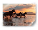 Carrera al atardecer de caballos salvajes - BARKAN TEKDOGAN | Cuadro decorativo de Canvas Lab
