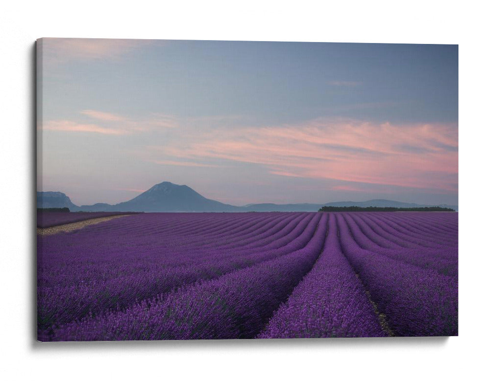Campos de lavanda al anochecer - Rostovskiy Anton | Cuadro decorativo de Canvas Lab