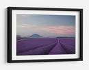 Campos de lavanda al anochecer - Rostovskiy Anton | Cuadro decorativo de Canvas Lab