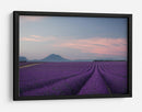Campos de lavanda al anochecer - Rostovskiy Anton | Cuadro decorativo de Canvas Lab
