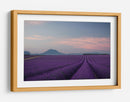 Campos de lavanda al anochecer - Rostovskiy Anton | Cuadro decorativo de Canvas Lab