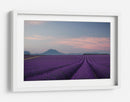 Campos de lavanda al anochecer - Rostovskiy Anton | Cuadro decorativo de Canvas Lab