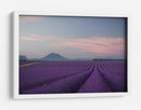 Campos de lavanda al anochecer - Rostovskiy Anton | Cuadro decorativo de Canvas Lab