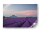 Campos de lavanda al anochecer - Rostovskiy Anton | Cuadro decorativo de Canvas Lab