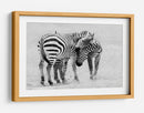 Cebras salvajes creando lazos - John Fan | Cuadro decorativo de Canvas Lab