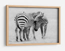 Cebras salvajes creando lazos - John Fan | Cuadro decorativo de Canvas Lab