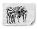 Cebras salvajes creando lazos - John Fan | Cuadro decorativo de Canvas Lab