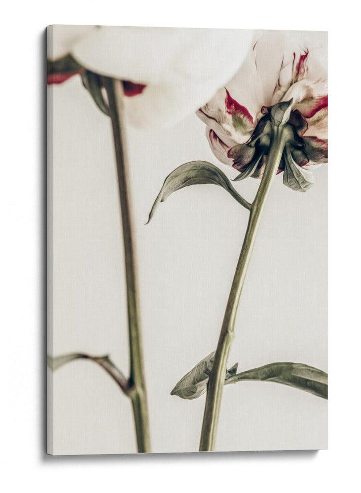 Delicados envés de peonías - Fluidys Studio III | Cuadro decorativo de Canvas Lab