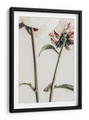 Delicados envés de peonías - Fluidys Studio III | Cuadro decorativo de Canvas Lab