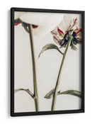 Delicados envés de peonías - Fluidys Studio III | Cuadro decorativo de Canvas Lab