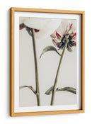Delicados envés de peonías - Fluidys Studio III | Cuadro decorativo de Canvas Lab