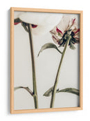 Delicados envés de peonías - Fluidys Studio III | Cuadro decorativo de Canvas Lab