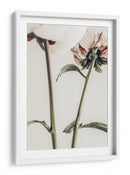 Delicados envés de peonías - Fluidys Studio III | Cuadro decorativo de Canvas Lab