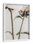 Delicados envés de peonías - Fluidys Studio III | Cuadro decorativo de Canvas Lab