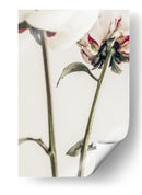 Delicados envés de peonías - Fluidys Studio III | Cuadro decorativo de Canvas Lab