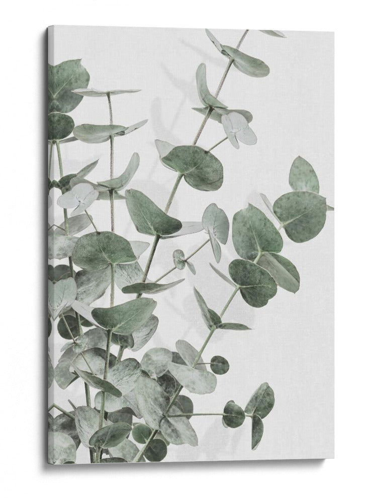 Eucalipto verde apagado - Fluidys Studio III | Cuadro decorativo de Canvas Lab