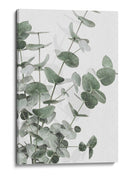 Eucalipto verde apagado - Fluidys Studio III | Cuadro decorativo de Canvas Lab