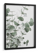 Eucalipto verde apagado - Fluidys Studio III | Cuadro decorativo de Canvas Lab