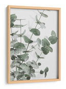 Eucalipto verde apagado - Fluidys Studio III | Cuadro decorativo de Canvas Lab