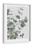 Eucalipto verde apagado - Fluidys Studio III | Cuadro decorativo de Canvas Lab