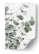 Eucalipto verde apagado - Fluidys Studio III | Cuadro decorativo de Canvas Lab