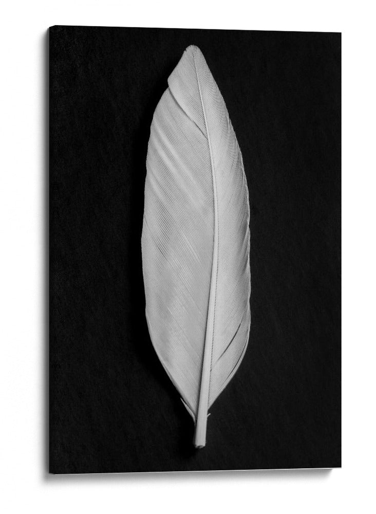 Elegante pluma blanca - Fluidys Studio III | Cuadro decorativo de Canvas Lab