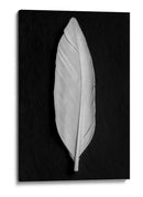 Elegante pluma blanca - Fluidys Studio III | Cuadro decorativo de Canvas Lab