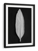 Elegante pluma blanca - Fluidys Studio III | Cuadro decorativo de Canvas Lab