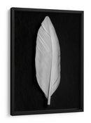 Elegante pluma blanca - Fluidys Studio III | Cuadro decorativo de Canvas Lab