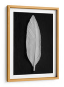 Elegante pluma blanca - Fluidys Studio III | Cuadro decorativo de Canvas Lab