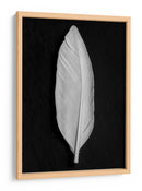 Elegante pluma blanca - Fluidys Studio III | Cuadro decorativo de Canvas Lab