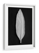 Elegante pluma blanca - Fluidys Studio III | Cuadro decorativo de Canvas Lab