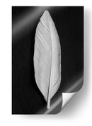 Elegante pluma blanca - Fluidys Studio III | Cuadro decorativo de Canvas Lab