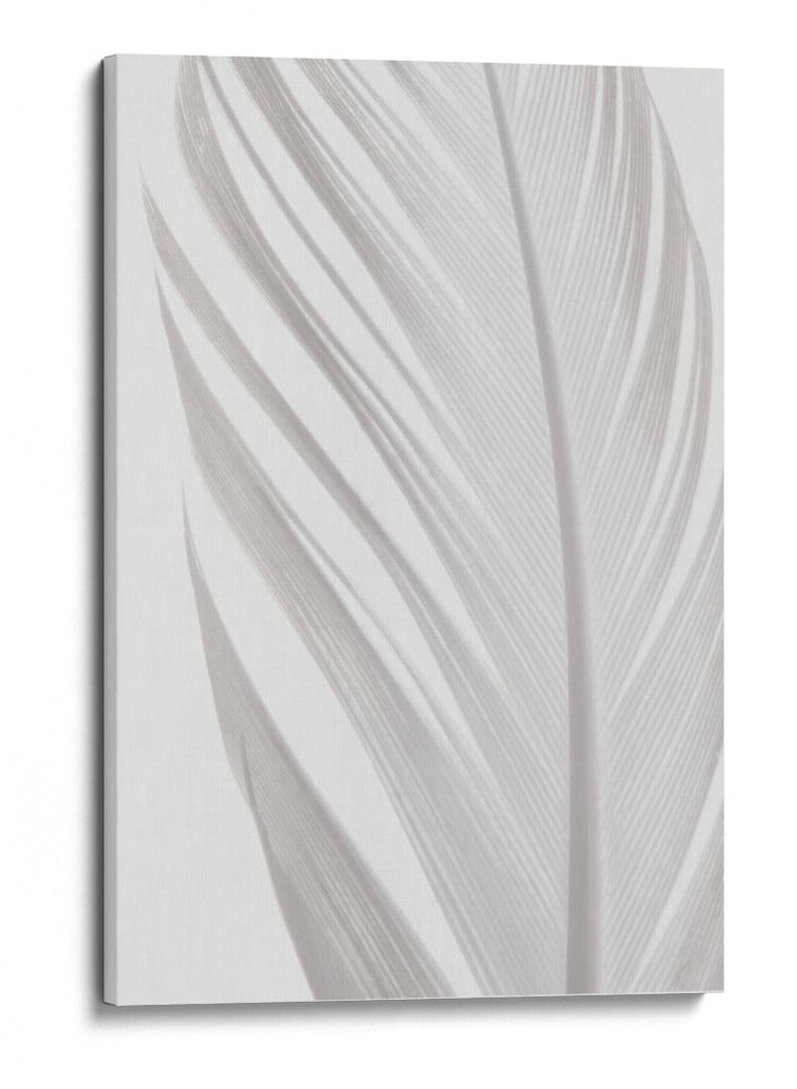 Delicada pluma blanca - Fluidys Studio III | Cuadro decorativo de Canvas Lab
