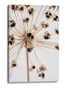 Delicadas vainas de semillas de Allium - Fluidys Studio III | Cuadro decorativo de Canvas Lab