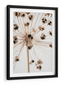 Delicadas vainas de semillas de Allium - Fluidys Studio III | Cuadro decorativo de Canvas Lab