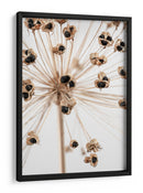 Delicadas vainas de semillas de Allium - Fluidys Studio III | Cuadro decorativo de Canvas Lab