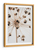 Delicadas vainas de semillas de Allium - Fluidys Studio III | Cuadro decorativo de Canvas Lab