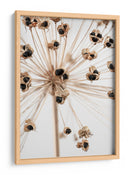 Delicadas vainas de semillas de Allium - Fluidys Studio III | Cuadro decorativo de Canvas Lab