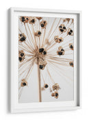 Delicadas vainas de semillas de Allium - Fluidys Studio III | Cuadro decorativo de Canvas Lab