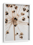 Delicadas vainas de semillas de Allium - Fluidys Studio III | Cuadro decorativo de Canvas Lab