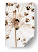 Delicadas vainas de semillas de Allium - Fluidys Studio III | Cuadro decorativo de Canvas Lab