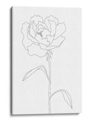 Elegante ilustración de peonía en línea - Fluidys Studio II | Cuadro decorativo de Canvas Lab