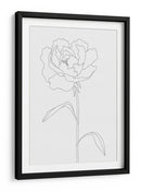 Elegante ilustración de peonía en línea - Fluidys Studio II | Cuadro decorativo de Canvas Lab