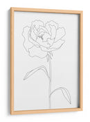 Elegante ilustración de peonía en línea - Fluidys Studio II | Cuadro decorativo de Canvas Lab
