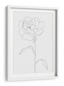 Elegante ilustración de peonía en línea - Fluidys Studio II | Cuadro decorativo de Canvas Lab