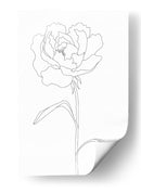 Elegante ilustración de peonía en línea - Fluidys Studio II | Cuadro decorativo de Canvas Lab