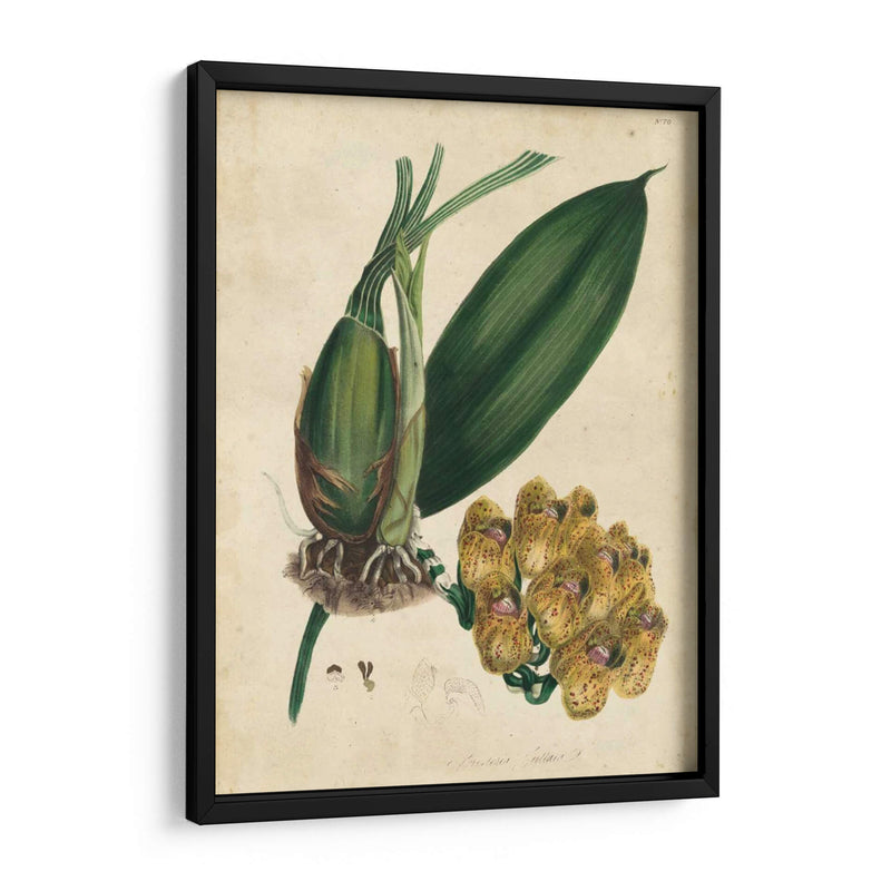 Orquídea Sofisticada I | Cuadro decorativo de Canvas Lab