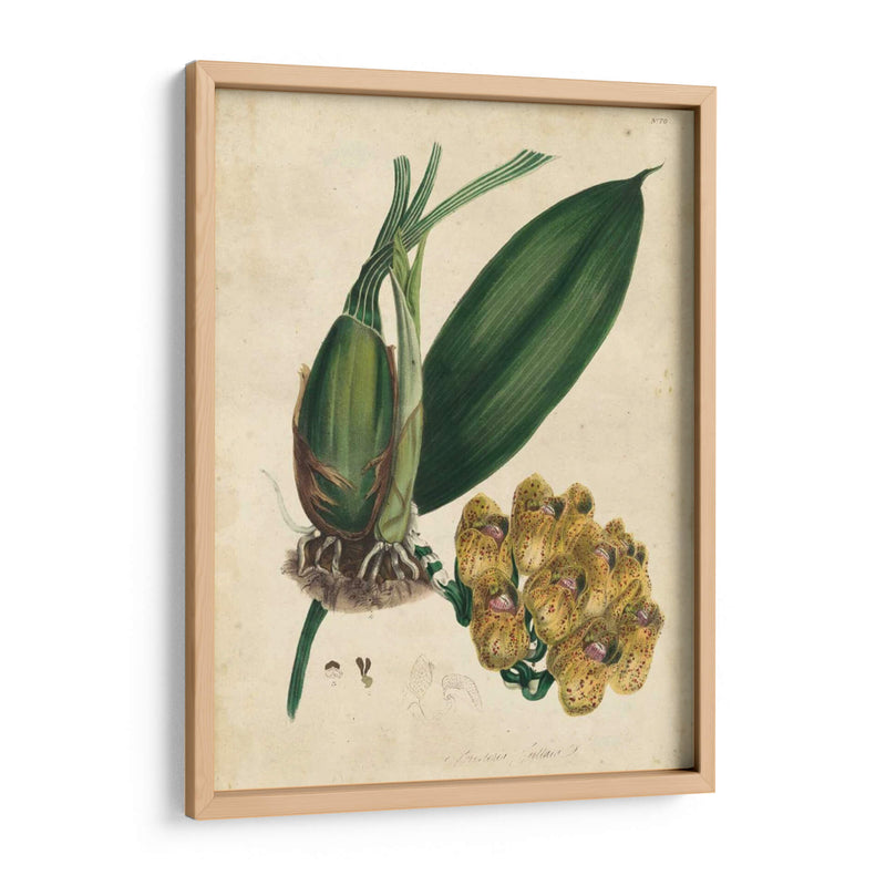 Orquídea Sofisticada I | Cuadro decorativo de Canvas Lab